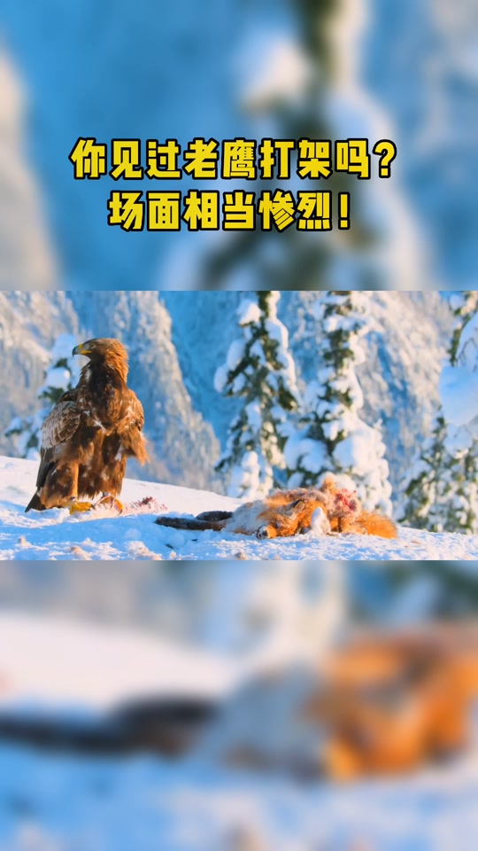 九游官方平台-关于猛龙与老鹰大战，谁能笑到最后？的信息